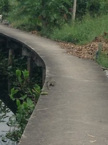 運河沿いの小道を歩いているオオトカゲ