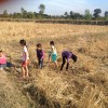 タイ東北部・イサーン地方の稲刈りの終わった田んぼにて