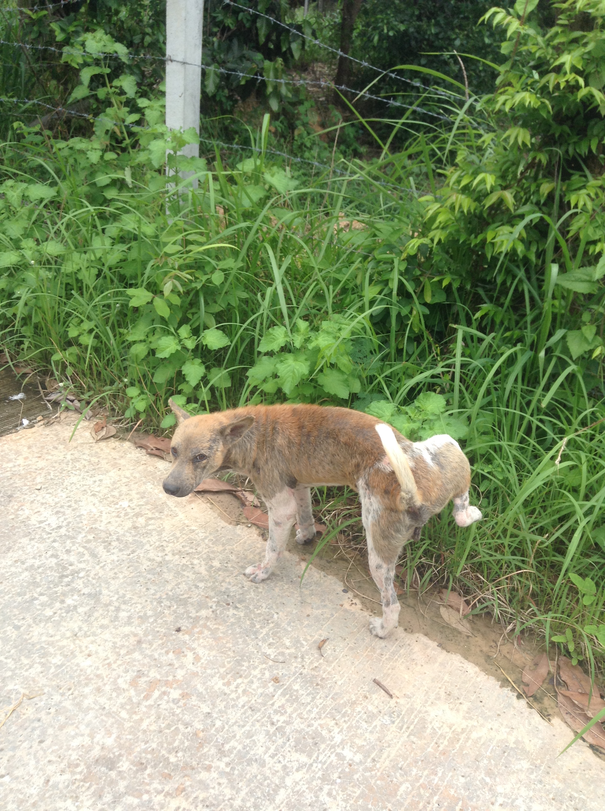 タイの田舎で飼われている犬は幸せ！？