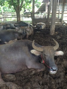 雨季：牛舎の中でくつろぐ水牛