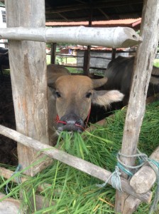 刈り取ってきた草を食べている牛。
