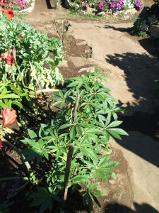 メオ・トライバル・ビレッジ内で栽培されている大麻の葉