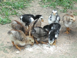 餌の破砕米をついばむ雛たち