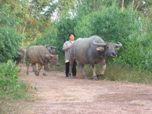 飼い主に導かれて帰宅するクワーイ