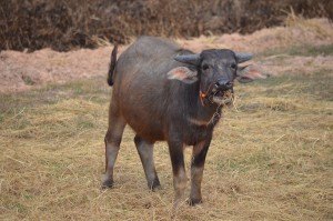 乾期の田んぼで、枯れ草を食べる水牛