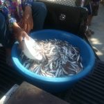 タイ・イサーン地方の村での魚売り