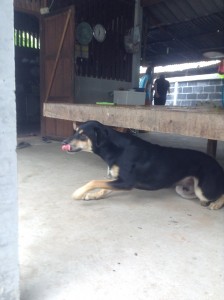 タイの田舎で飼われている犬