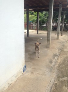 タイの田舎で飼われている犬