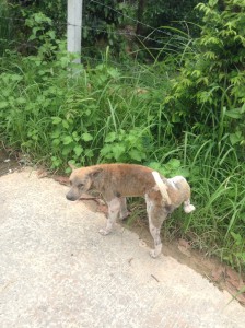 タイの田舎で飼われている犬