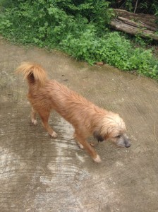 タイの田舎で飼われている犬