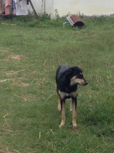 タイの田舎で飼われている犬