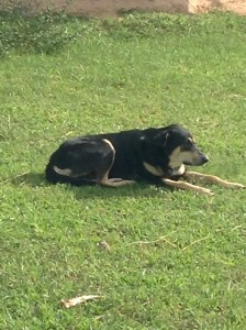 タイの田舎で飼われている犬