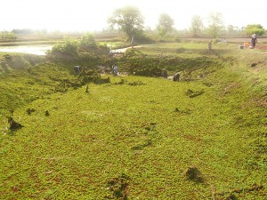 魚とりをする溜池