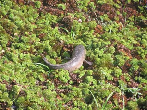 淡水魚：プラー・チョン