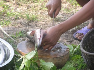 取った魚をその場で捌く