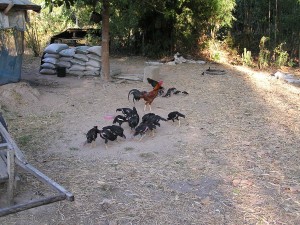 餌を探す鶏の群れ