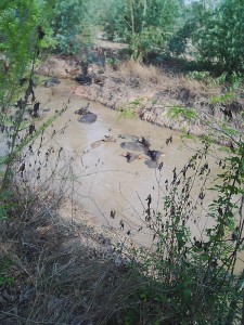 水牛の水浴び場となる水路