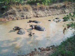 水牛の水浴び場となる水路