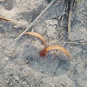 羽根つきの羽根に似た、飛ぶ種