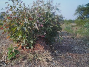 生命力の強いユーカリは伐採しても切り株から新しい芽が出てくる