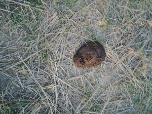 牛の落し物が肥料に